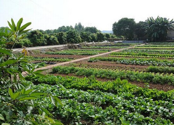菜園.jpg